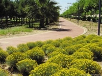 Carril bici (Av. Alqueria de Moret)