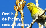Ocells als parcs de Picanya