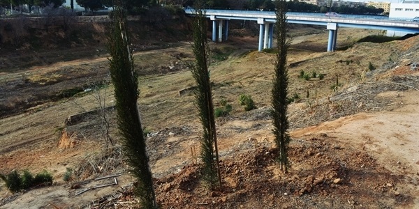 Projecte de regeneració  de riberes en el barranc